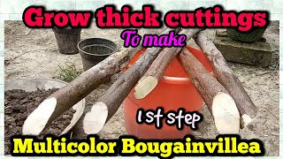 Makes Multi Coloured Bougainvillea//How to graft bougainvillea (1st step)