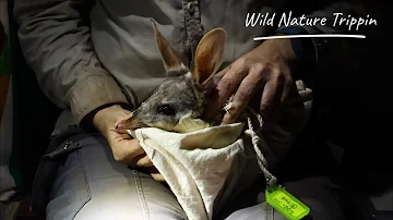 Bilby conservation to save the Greater Bilby. Ep.11 + Pelican breeding colony spectacle!