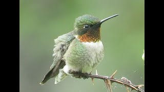 FeatherFlix Bird Video of the Week - Hummingbirds