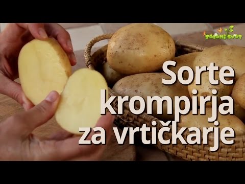 Video: Izbira Sorte Krompirja In Priprava Na Sajenje