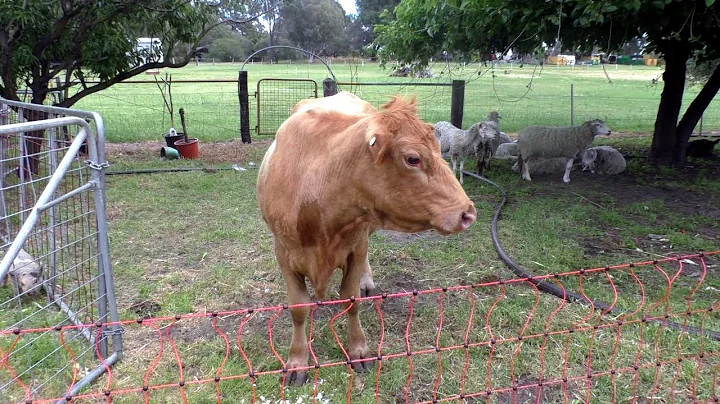 Keller's Farm B & B - A European Experience in West Australia