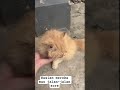 Pengen diajak jalan sore #cat #petlover #pets #funny #kucing #catvideos #cats #imut