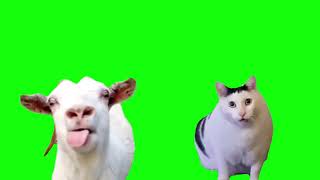Goat Talking To Clueless Huh Cat Meme Green Screen Hd