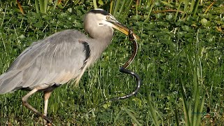 Blue Heron vs  Garter snake.