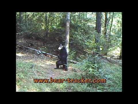 Do Bears Poop in the Woods? - YouTube