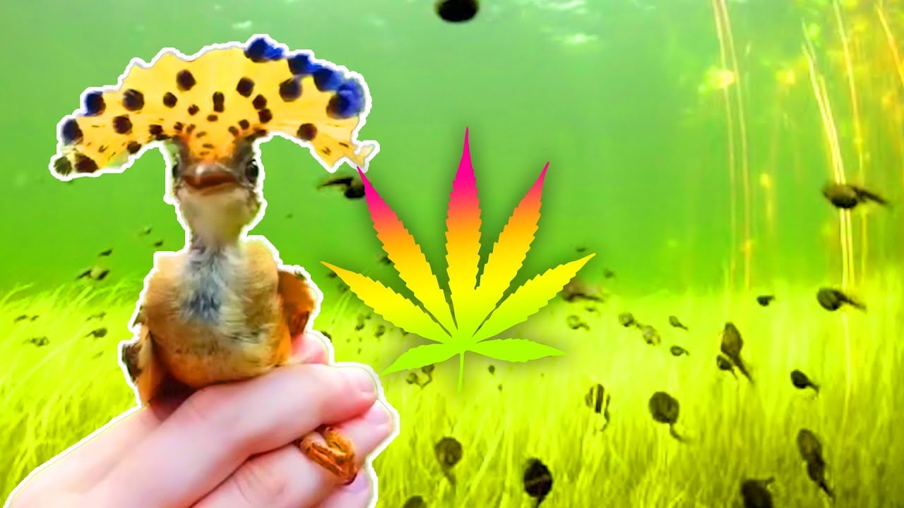 WATCH WHILE HIGH! TRIPPY VIDEO COMPILATION #14 ...