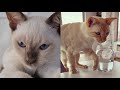 TONKINESE CATS 2021 の動画、YouTube動画。