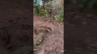Nonchalant Jaguar Walking Around a Yard