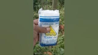 Hanya dg 1000 Rupiah..tanaman Balsa kembali sehat