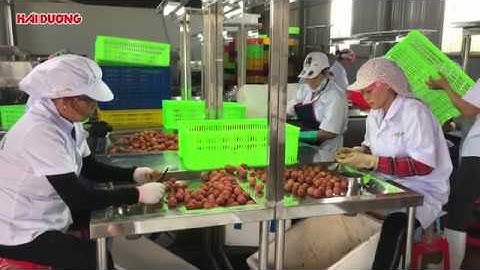 Xuất khẩu lô vải thiều tươi đầu tiên của Hải Dương sang Nhật Bản