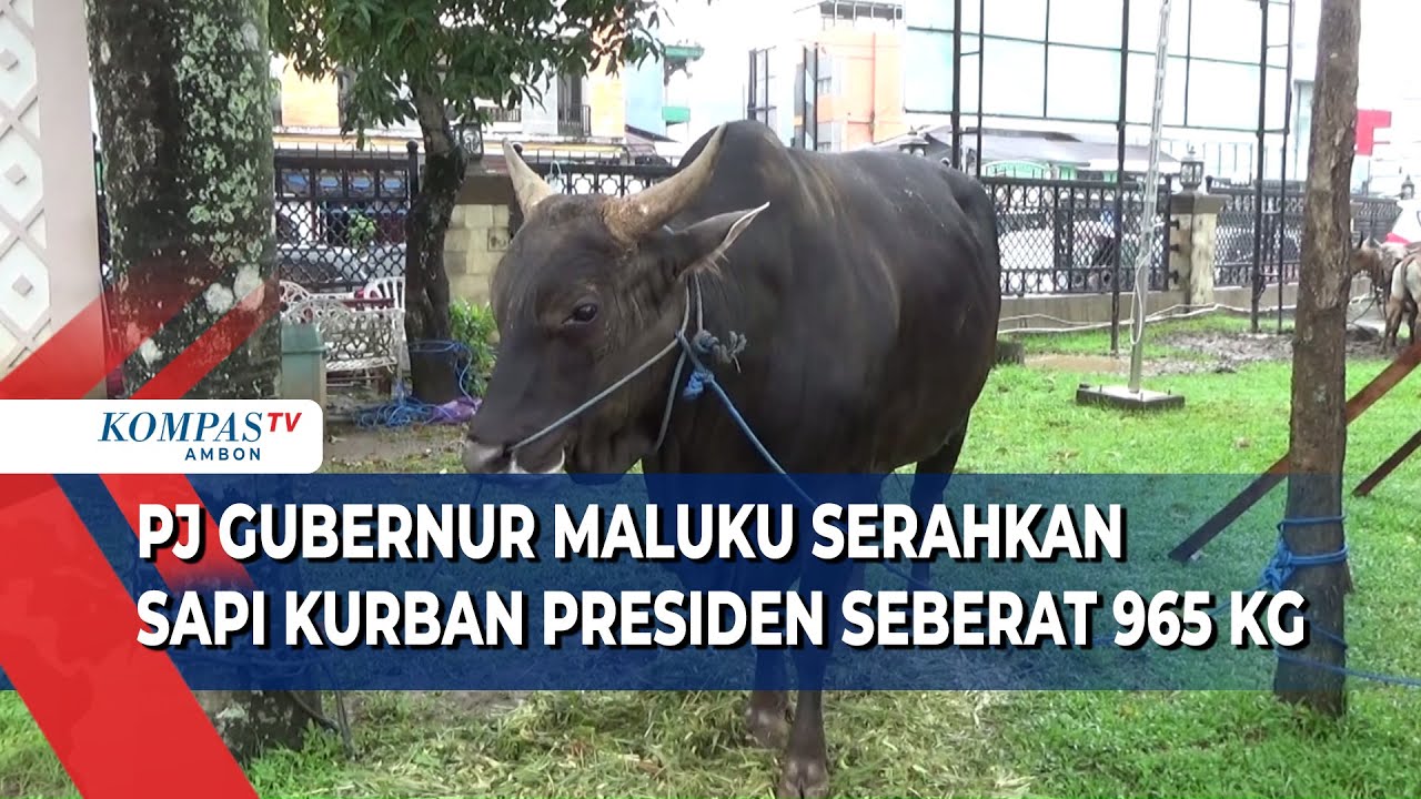 Pj Gubernur Maluku Serahkan Sapi Kurban Presiden Seberat 965 Kg YouTube pj-gubernur-maluku-serahkan-sapi-kurban-presiden-seberat-965-kg-youtube
