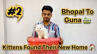 Delivered Kitten pair in Guna | (Thecathouse @ Ayan khan) | All India Delivery Available |#cat by The Cat house  943 views 4 months ago 3 minutes, 55 seconds