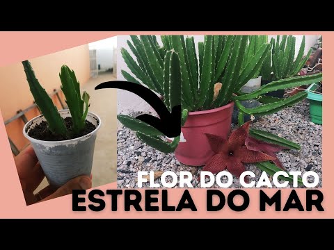 Vídeo: Cuidados com a íris da estrela do mar: como cultivar a íris da estrela do mar no jardim