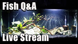 [LIVE]  Air-Driven Filtration Systems - The Good and Bad! Plus Fish Q&A!