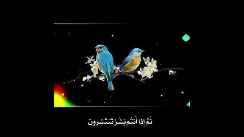 تلاوة خاشعة من سورة الروم