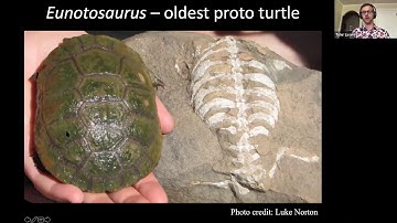 Evolutionary History of Turtles