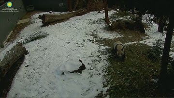 Giant pandas debut at Washington DC’s National Zoo