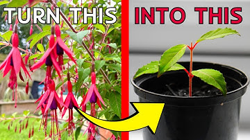 HOW TO take Fuchsia cuttings - The EASY WAY to FREE plants