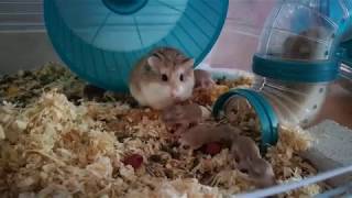 Hamsters 14 Days Old Running Eating Playing Poor Parents Lol
