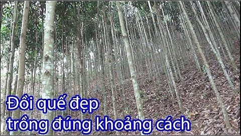 ĐỒI QUẾ ĐẸP LONG LANH KHI TRỒNG ĐÚNG KỸ THUẬT | Kinh Tế Nông Thôn