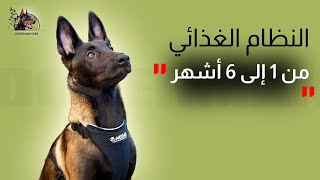 Régime alimentaire du Malinois de 1 à 6 mois