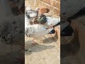 next level #kabootar #king #Samraj hmara hai  #pigeon #loft801 😈😈😈😈😈