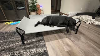 Veehoo Cooling Elevated Dog Bed, Dog Cots Beds for Large Dogs Review