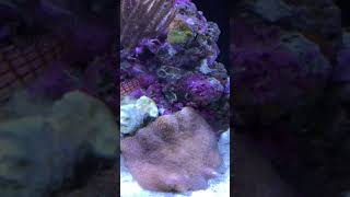 What are the corals in the Cobalt CVue?