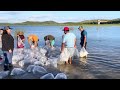 En la presa Eustaquio Buelna de Guamúchil Sinaloa siembran 500 mil alevines de mojarra tilapia