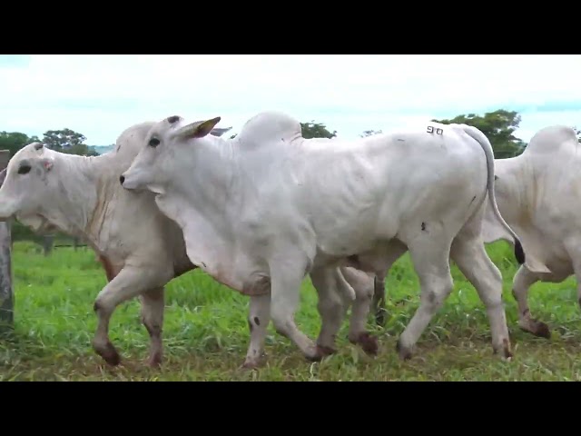 Lote 90 - 18º Leilão Fazenda Fortaleza