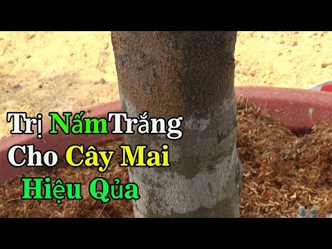 Video: Địa y có phải là nấm không?