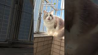 Good Morning Sunny Kitten