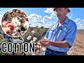 Everything to know about cotton  growing cotton