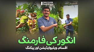 Grapes Farming | Types, Value Addition & Packing Process | Kissan Ka Pakistan