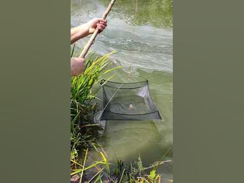 Криветка - YouTube
