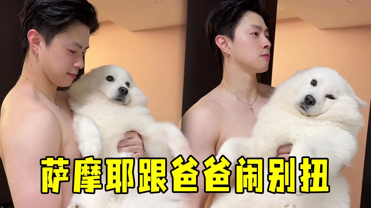 萨摩耶气到绝食！爸爸连哄3小时失败…最后这招让它秒变笑脸！【叶 3】