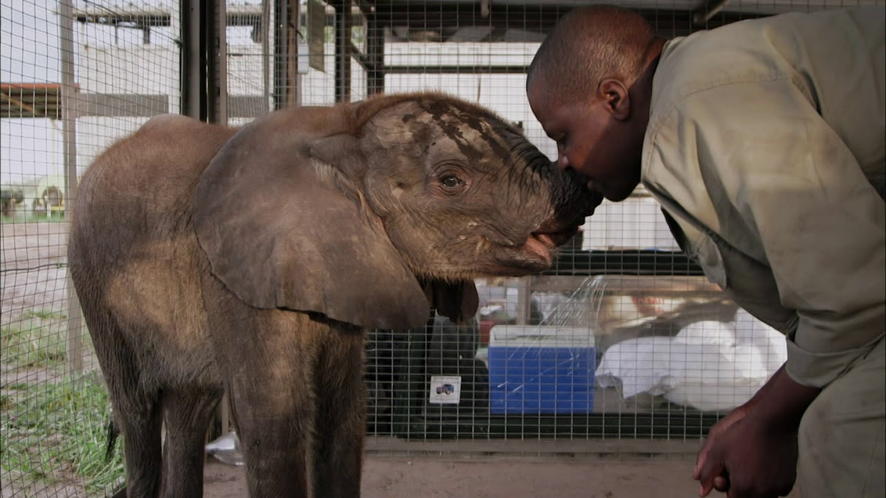 PBS Nature | Naledi: One Little Elephant - Preview - YouTube