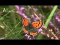 Schmetterlinge wilder Blüten und Früchte