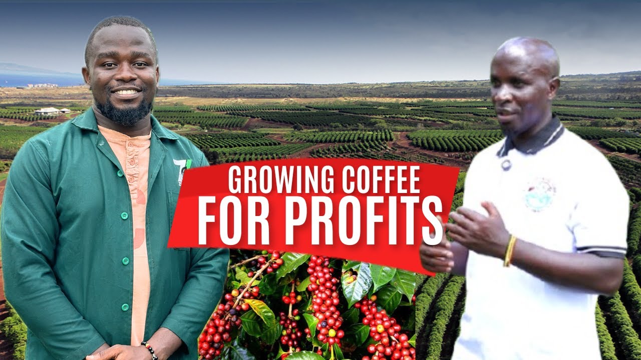 Coffee Farming can make you a Millionaire in Two Years