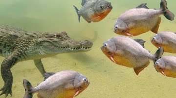 This Alligator Messed With the Wrong Opponent