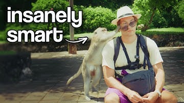 I Negotiated with THIEF Monkeys to Test Their Intelligence