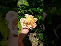Краще троянда у руці ніж магнолія на горизонті Flowers Краще троянда у руці ніж магнолія на горизонті Flowers