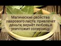 Магические свойства лаврового листа: лавр привлечет деньги, вернет любовь и уничтожит соперницу.