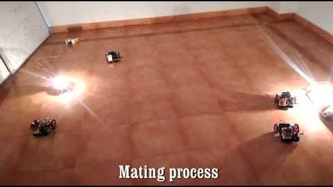 optimization : butterfly mating optimization 2