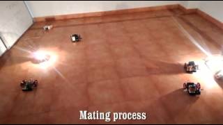 optimization : butterfly mating optimization 2