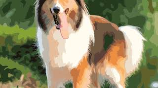 Coloring rough collie