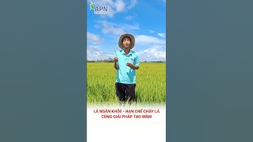 APN - Lá ngắn khoẻ hạn chế cháy lá cùng giải pháp tạo mầm #kỹ_thuật_canh_tác_lúa