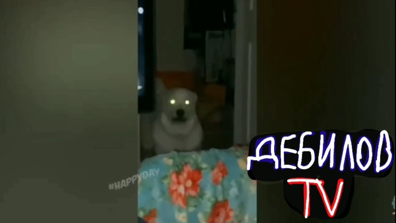 (ДЕБИЛОВ ТВ 2) Смешные коты озвучка музыка
