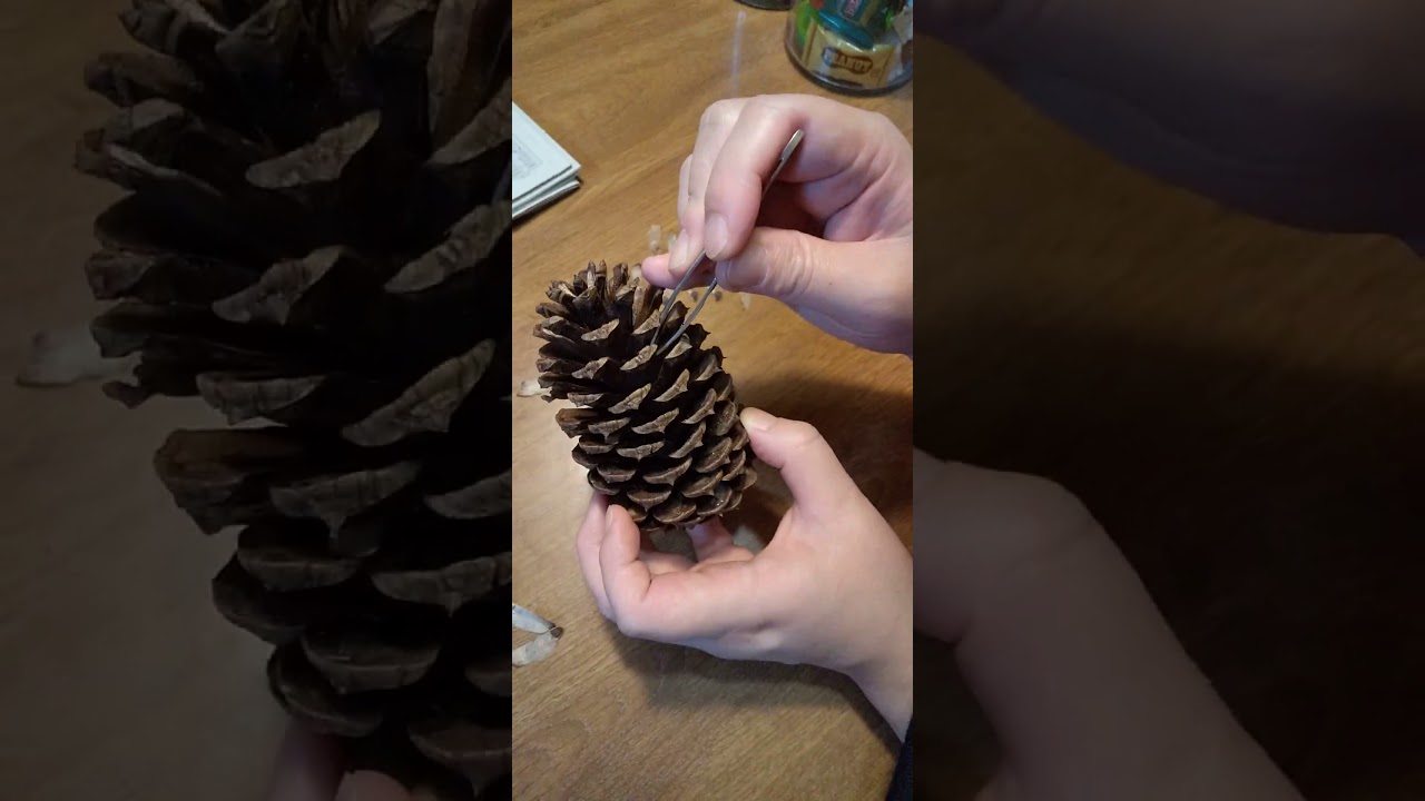 松ぼっくりの不思議 種はどこ 伊賀上野が元気になればいいなあ