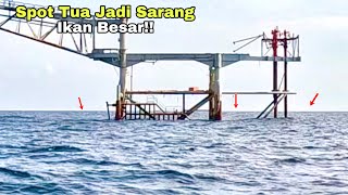 SETIAP UMPAN TURUN LANGSUNG DISAMBAR! Mancing ikan kakap